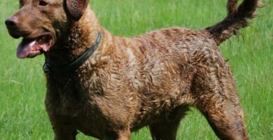 Chesapeake Bay Retriever eller Chesapeake Bay Retriever