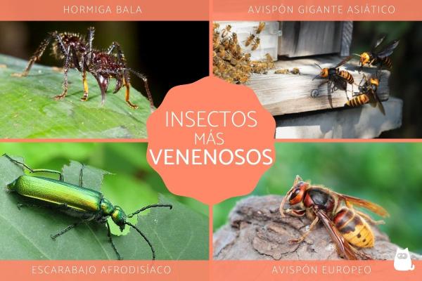 De 10 mest giftige insektene i verden
