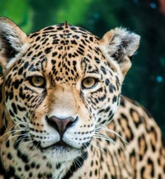 De 12 mest truede dyrene i Honduras