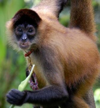 De 12 mest truede dyrene i Panama