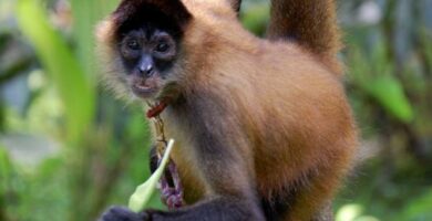 De 12 mest truede dyrene i Panama
