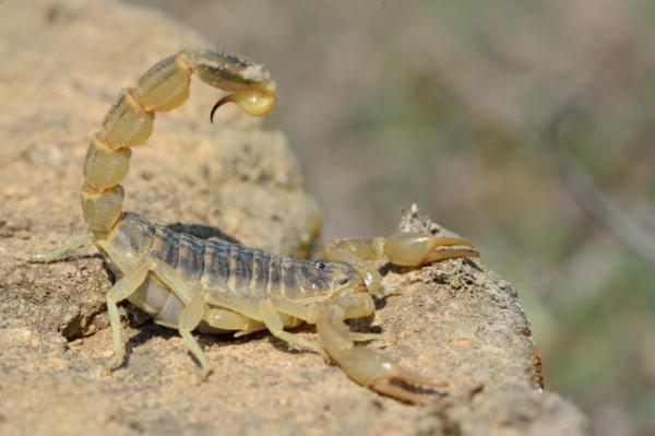 De 15 mest giftige skorpionene i verden