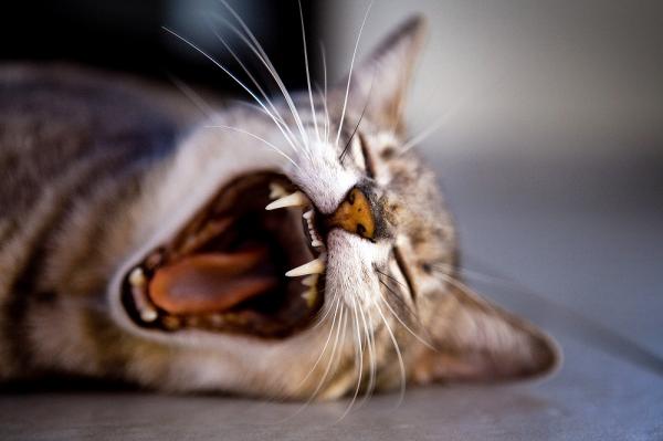 De vanligste munnsykdommene hos katter
