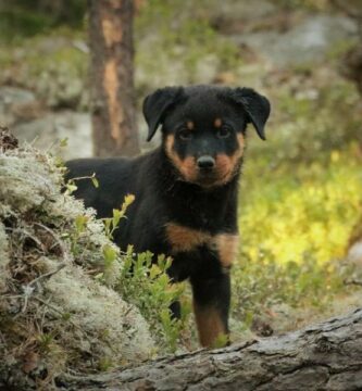 De vanligste sykdommene hos Rottweiler hunder