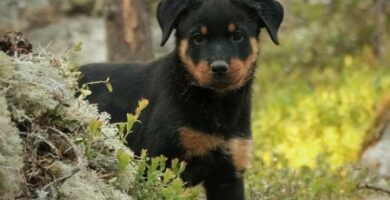 De vanligste sykdommene hos Rottweiler hunder