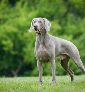 De vanligste sykdommene hos Weimaraner hunder