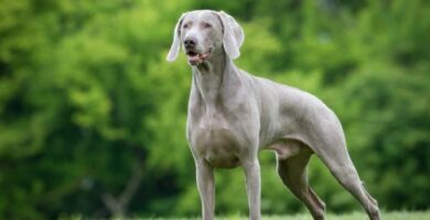 De vanligste sykdommene hos Weimaraner hunder