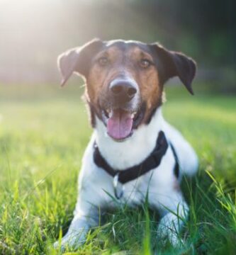 De vanligste sykdommene hos foxterrier