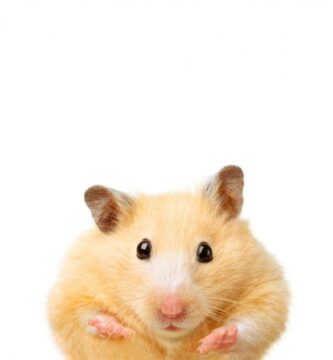 De vanligste sykdommene hos hamstere