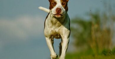 De vanligste sykdommene hos pit bull terrier hunder