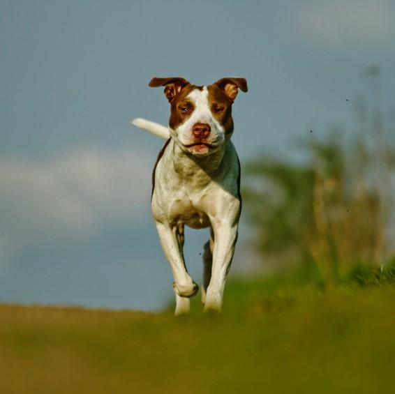 De vanligste sykdommene hos pit bull terrier hunder