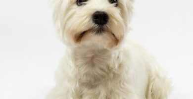 De vanligste sykdommene i West Highland White Terrier