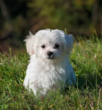 De vanligste sykdommene i maltesisk Bichon