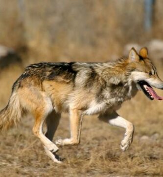 Den meksikanske ulven i fare for utryddelse Arsaker