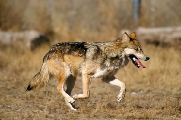 Den meksikanske ulven i fare for utryddelse Arsaker