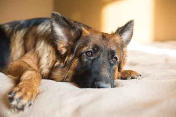 Depresjon hos hunder symptomer arsaker og behandling
