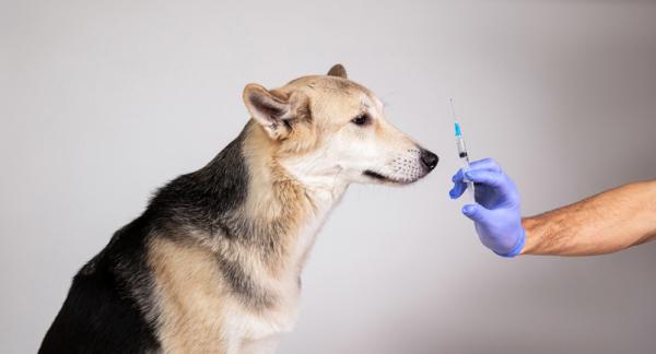 Diabetes hos hunder symptomer behandling og komplikasjoner