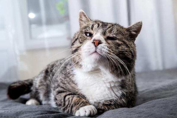 Diare hos eldre katter arsaker og behandlinger