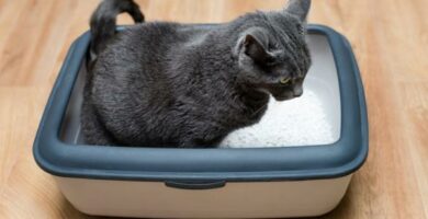 Diare hos katter arsaker behandling og hjemmemedisiner