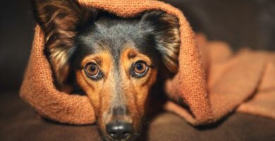 Diazepam for hunder dosering bruk og bivirkninger