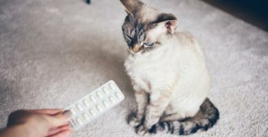 Diklofenak for katter dosering bruk og bivirkninger