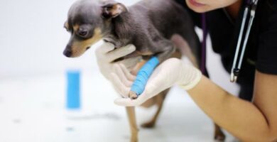 Dog Paw Fractures Symptomer og behandling