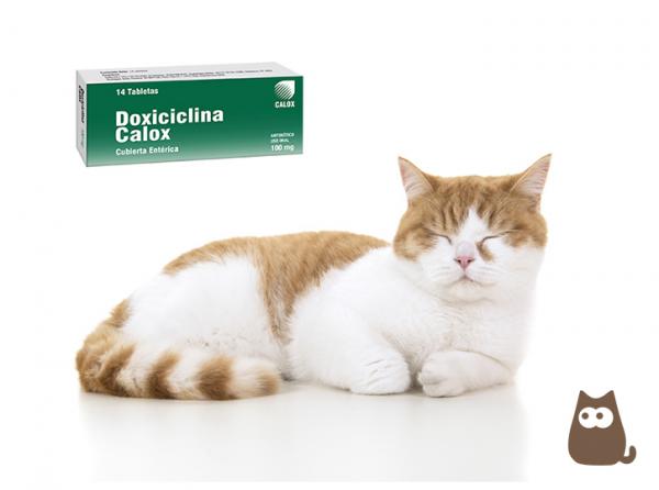 Doxycycline For Cats Dosering hva det er for og