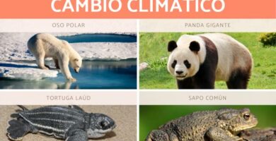 Dyrene som er mest pavirket av klimaendringer