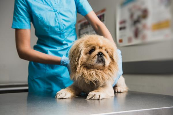 Eksokrin bukspyttkjertelinsuffisiens hos hunder symptomer og behandling