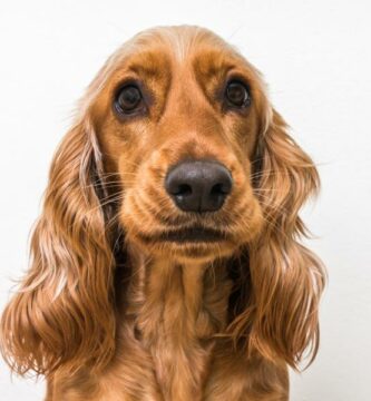 Engelsk cocker spaniel