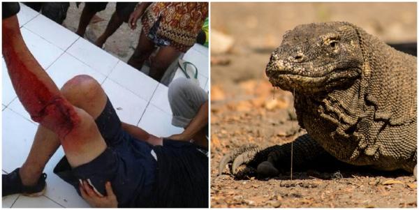 Er Komodo dragen farlig for mennesker