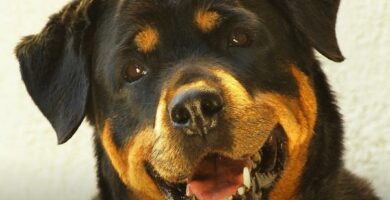 Er Rottweiler farlig