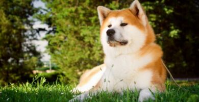 Er akita inu en farlig hund