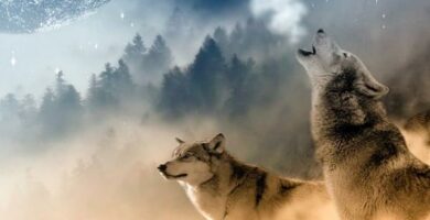 Er det mulig a ha en ulv som kjaeledyr