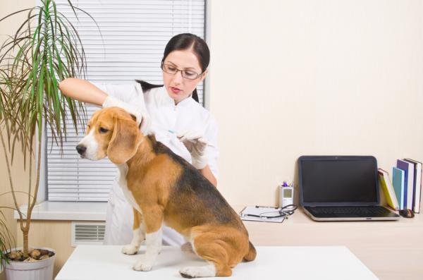 Er det nodvendig a vaksinere hunder hvert ar
