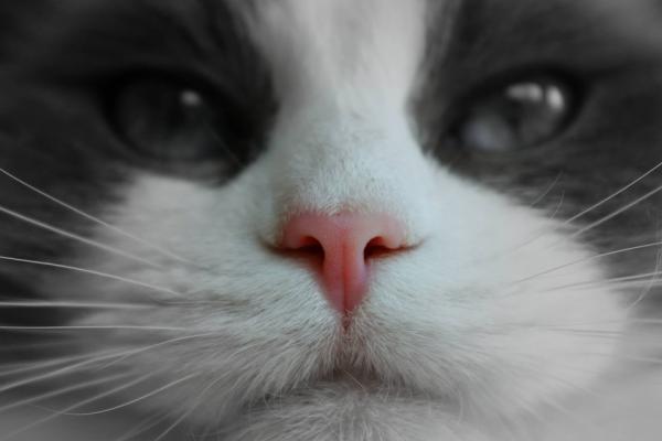 Er det normalt at en katt har torr nese