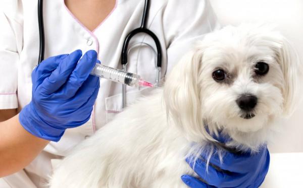Er leishmania vaksinen effektiv hos hunder