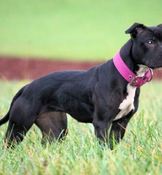 Er pit bull en farlig hund