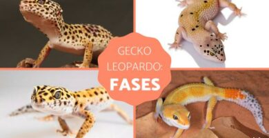 Faser av leopardgeckoen hva de er og eksempler