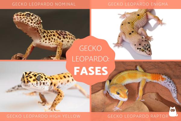 Faser av leopardgeckoen hva de er og eksempler