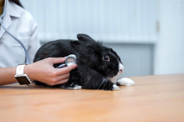 Feber hos kaniner symptomer arsaker og hva de skal