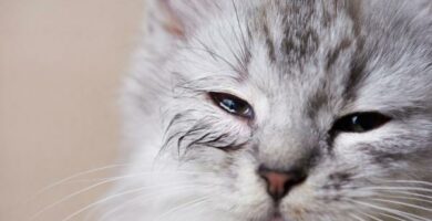 Feline Chlamydiosis smitte symptomer og behandling