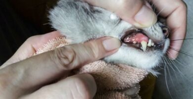 Feline Chronic Gingivostomatitis Arsaker symptomer og behandling