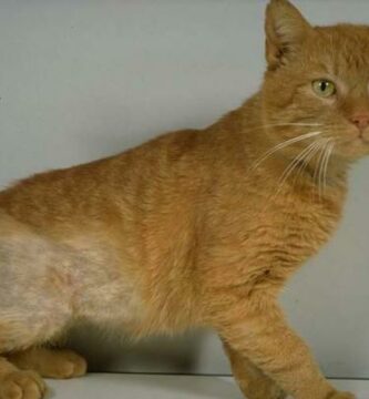 Feline Psychogenic Alopecia Arsaker symptomer og behandling