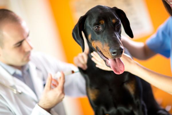 Femdoblet vaksine for hunder hva er det til hva