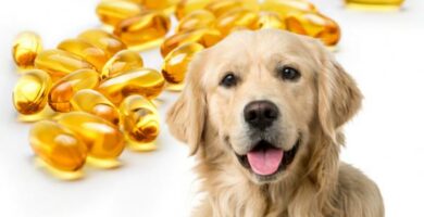 Fiskeolje for hunder dosering og fordeler