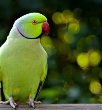 Forbudt mat for papegoyer