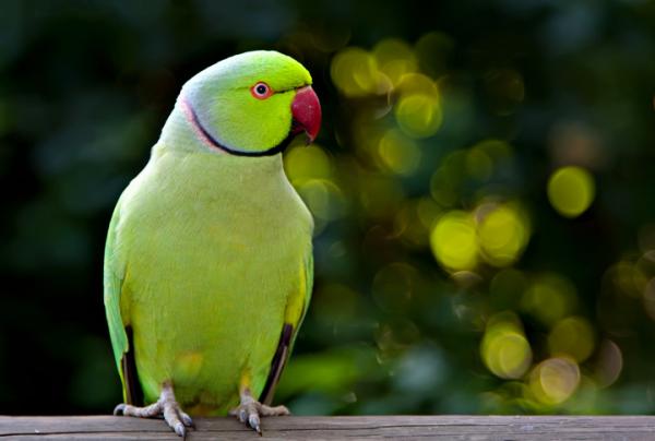 Forbudt mat for papegoyer