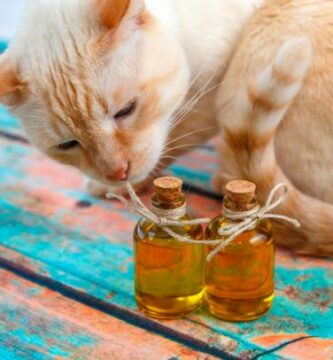 Fordeler med olivenolje for katter