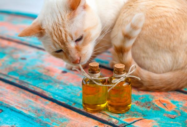 Fordeler med olivenolje for katter